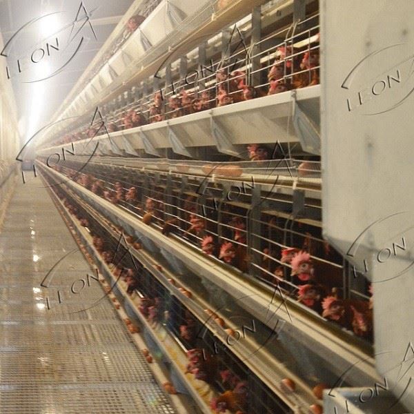 Animal Cage H-type Layer Chicken Cage Animal Cage H-type Layer Chicken Cage